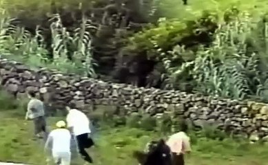 Toro Con Soga-Cogidas