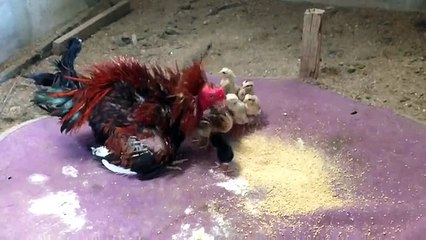 LiveLeak - The cock brings up his chicks-copypasteads.com