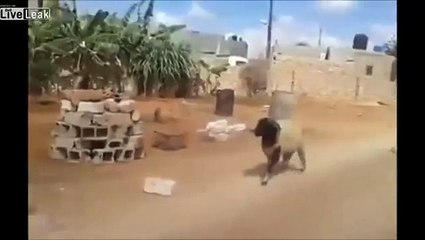 LiveLeak - The Wheelbarrow Workout Protecting Yourself from a Ram Attack-copypasteads.com