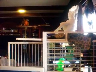 Crazy cockatoo and macaw dance off