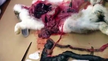 Rabbit dissection