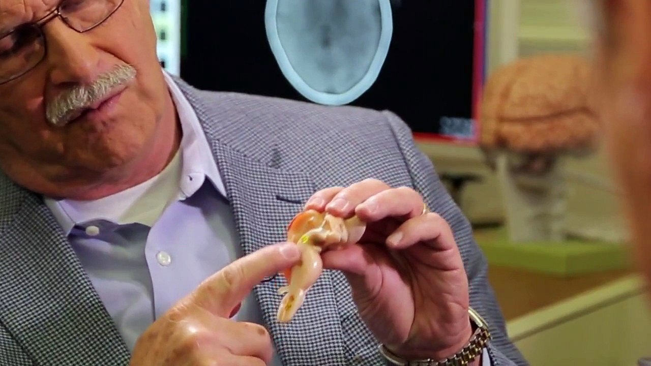 Brain Stem, Diencephalon, Thalamus, Hypothalamus 117