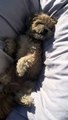 The Grumpy Dog Sunbathing