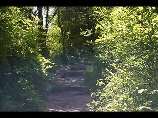 Hearing Dogs Sponsored Walk Come Walkies Highclere Estate Walks