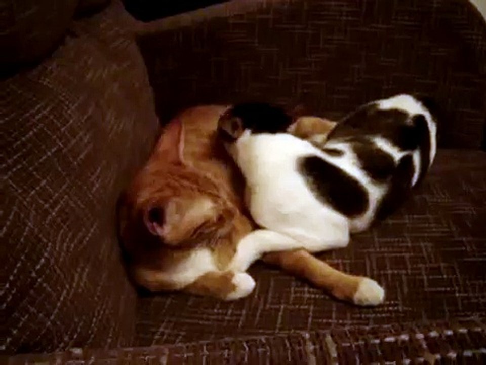 Boots gets some pussy licking action while Ginga is jealous