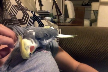 Lovable and cute cockatiel, Ginger