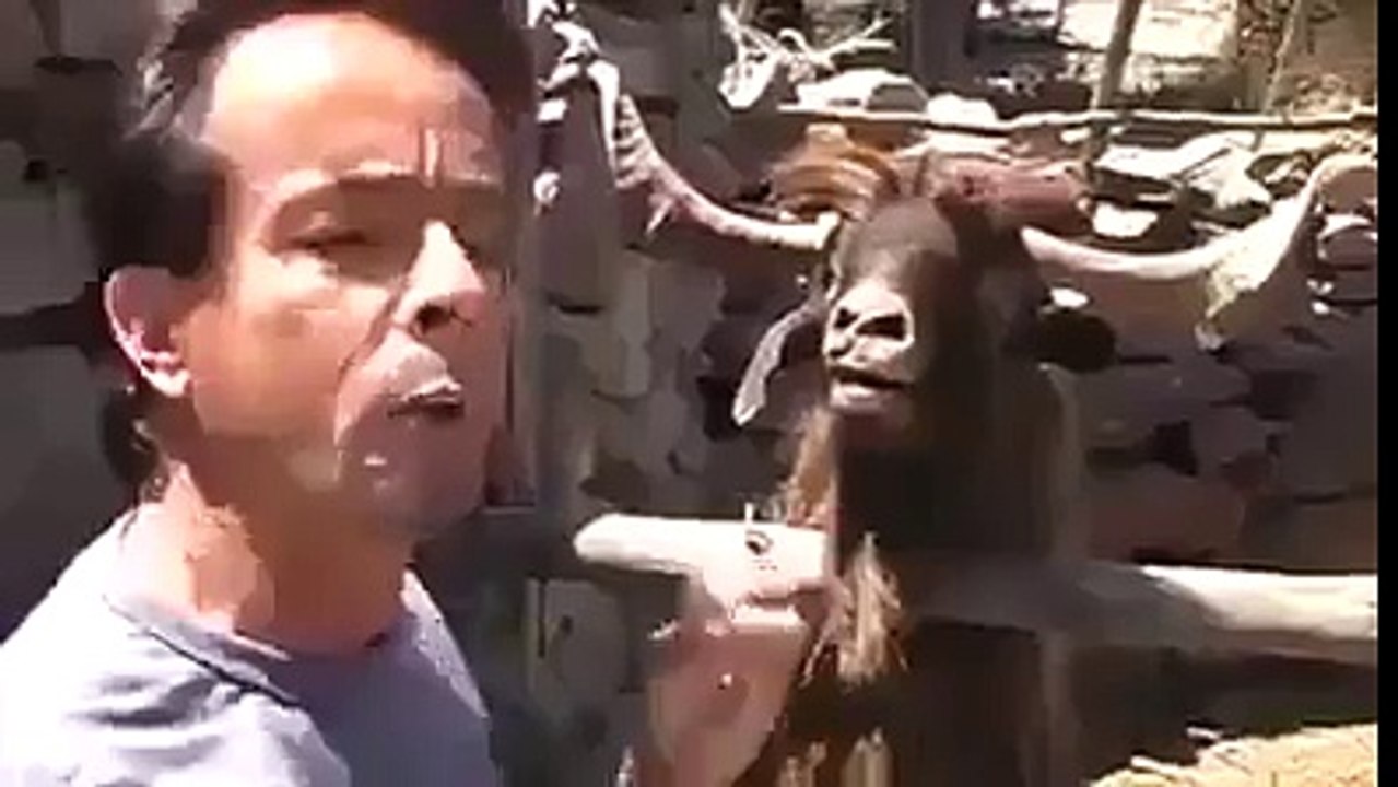 Cabra escupidora