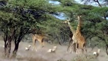 African Animals HD #3   African Lion   Lion Attacks   lion battle
