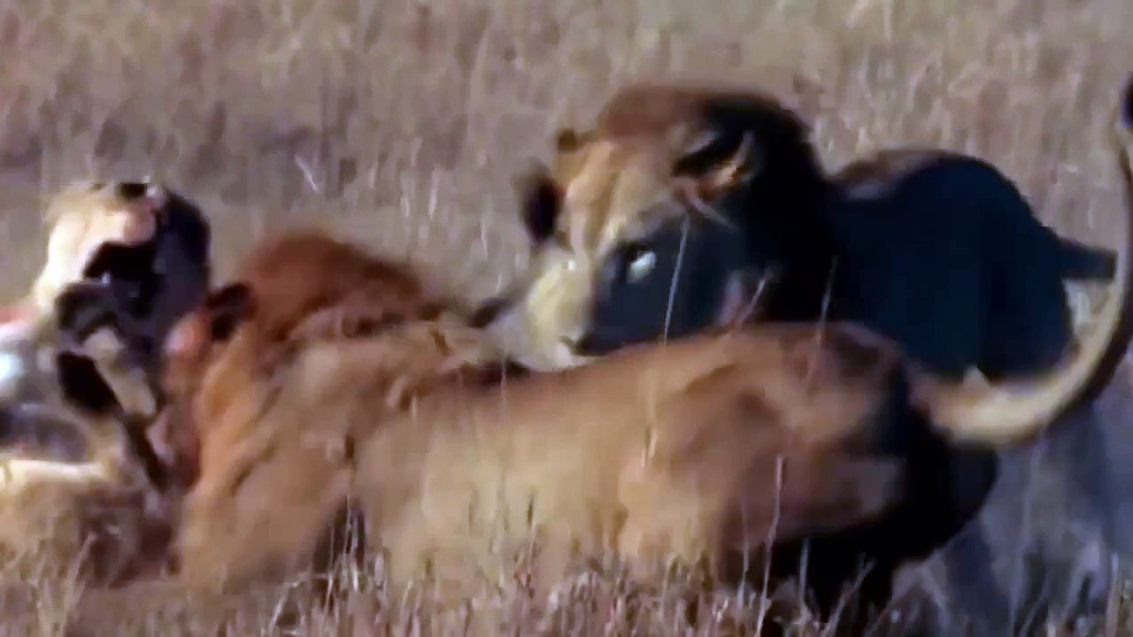 African Animals HD #8   African Lion   Lion Attacks   lion battle