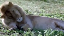 African Animals HD #5   African Lion   Lion Attacks   lion battle
