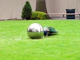 Narcissistic Peacock vs gazing ball