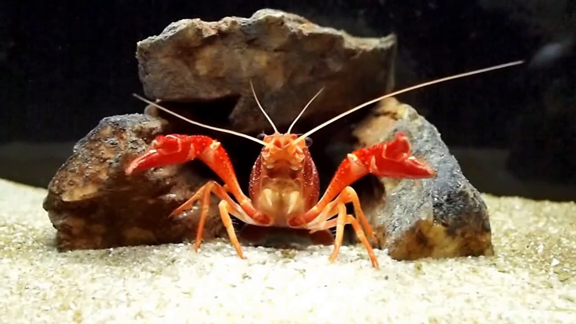 ⁣Crayfish Aquarium