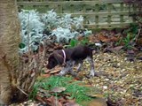 German ShortHaired Pointer Puppy Ruby