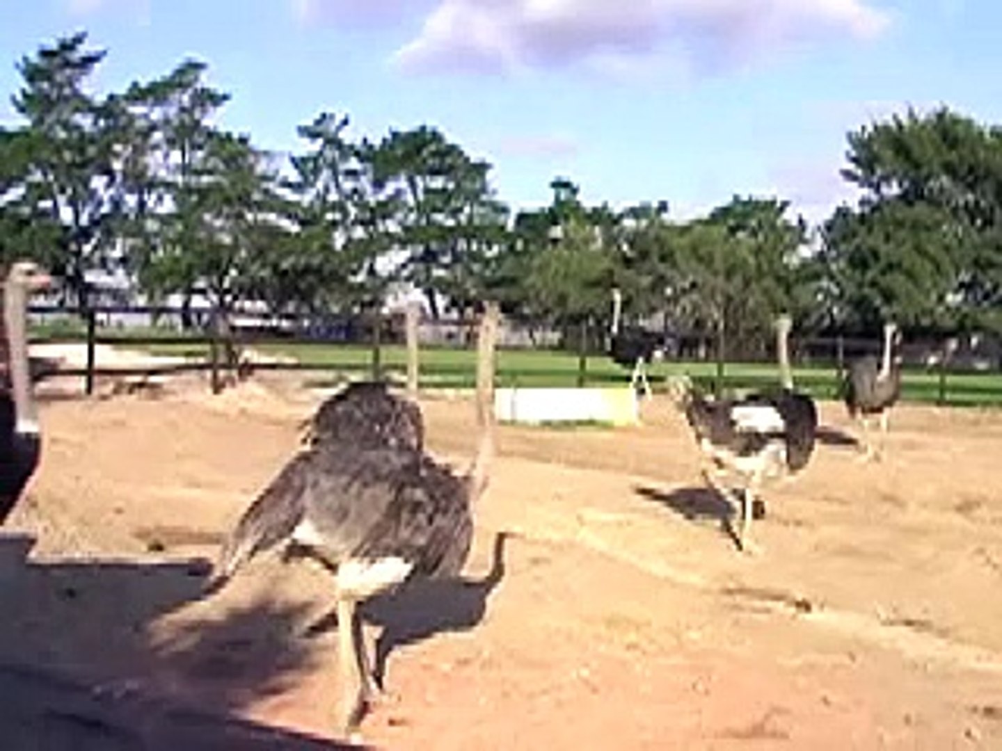 South Africa-Cape Town-West Coast Ostrich Farm