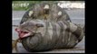 Worlds biggest snake found alive in Brazil