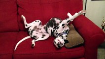Cute Dog:  New Years Eve Drunk Dalmatian