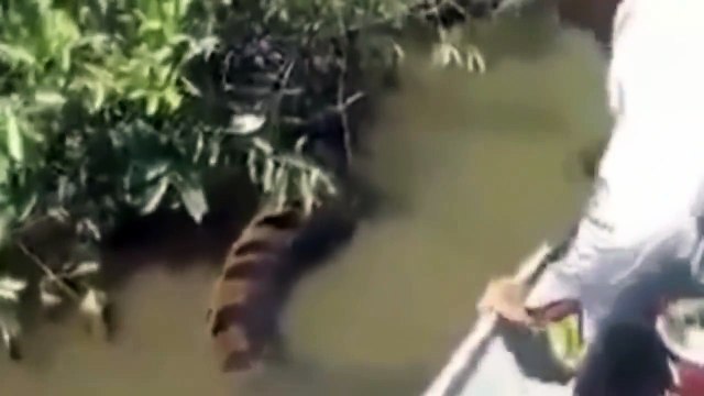 Biggest Anaconda ever- Incredible footage of 3 boaters who encounter a giant Anaconda in Brazil.