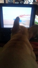 Our cute french bulldog watching cartoon