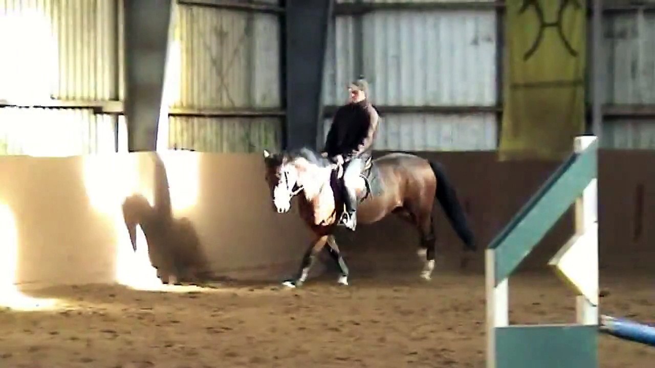 Cheval de Blanc-Frühlingsprinz gelding * 2008 for sale