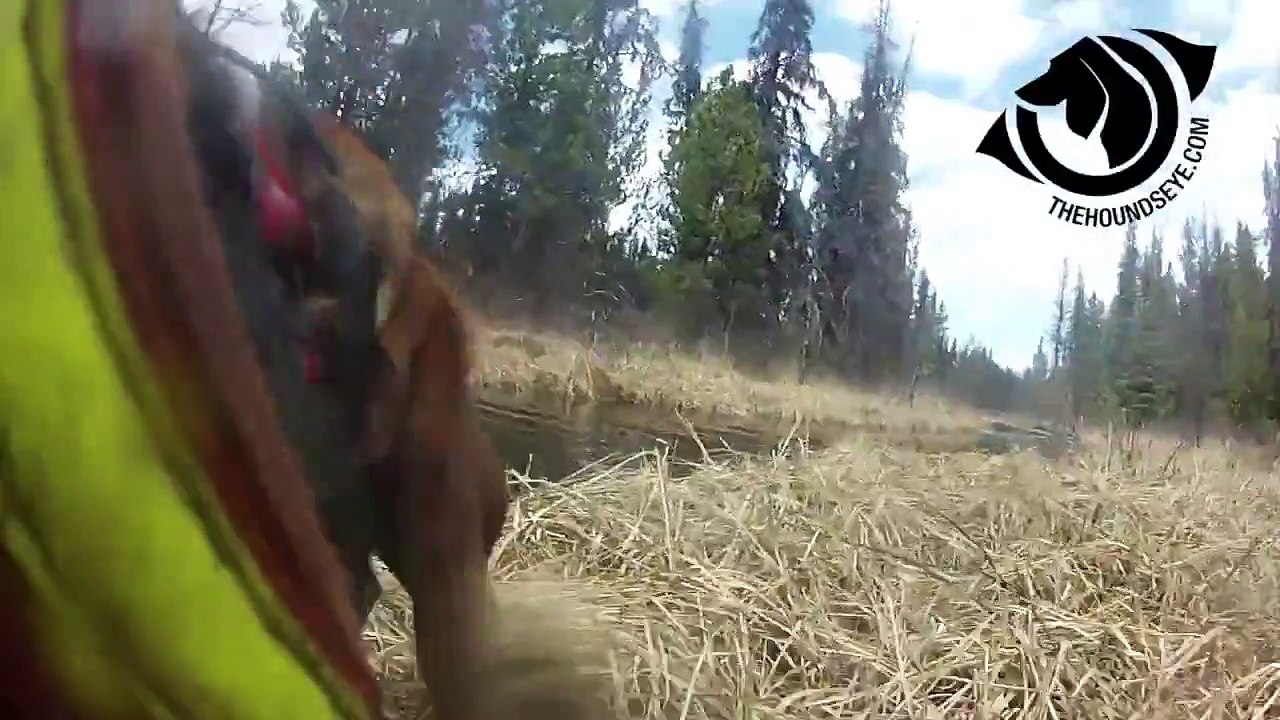 Hounds Eye Hunting Dog Cam and Vest. Spring 2014 Bear Hunting