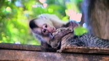 Funny Monkey Forcefully Kisses Adorable Cat