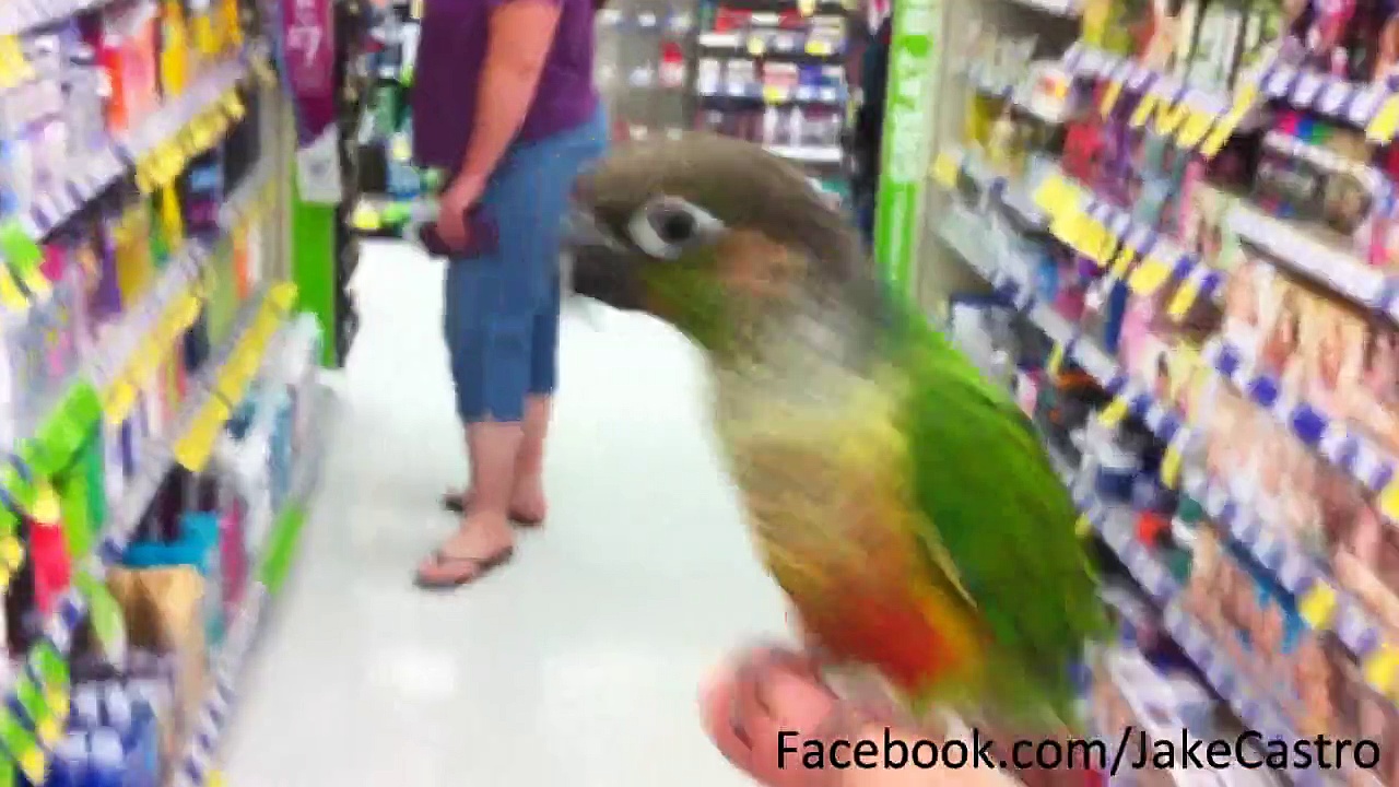 Conure in The Store!