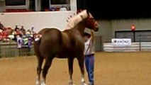 Big Jake, at Midwest Horse Fair ,worlds largest horse of 2010!!!