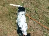 English Setter pup pointing birds and honoring another dog.