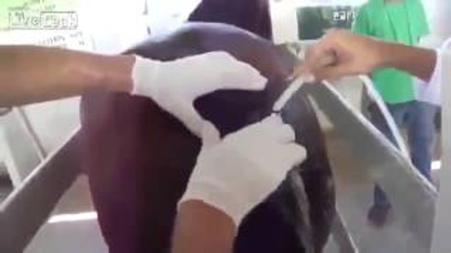 Biggest Horse Pimple Yuck Health Coaching Health and Wellness