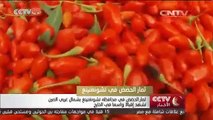 ثمار الحضض في محافظة تشونغنينغ بشمال غربي الصين تشهد إقبالا واسعا في الخارج