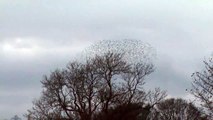 Murmuration of Starlings (Sturnus vulgaris)