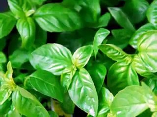 Pi Wall Vertical Hydroponic Grow System Living Walls