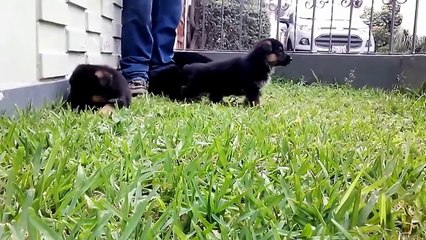 Cachorros PASTOR ALEMÁN - Venta Lima Perú.  Criadero Von der Bertold - Diciembre 2014