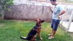 Adestramento básica de um cachorro da raça Pastor Alemão