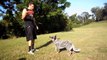 Clutch the Cattledog Frisbee Tricks, Hundefrisbee Tricks, 犬フリスビーのトリック, perro volador trucos