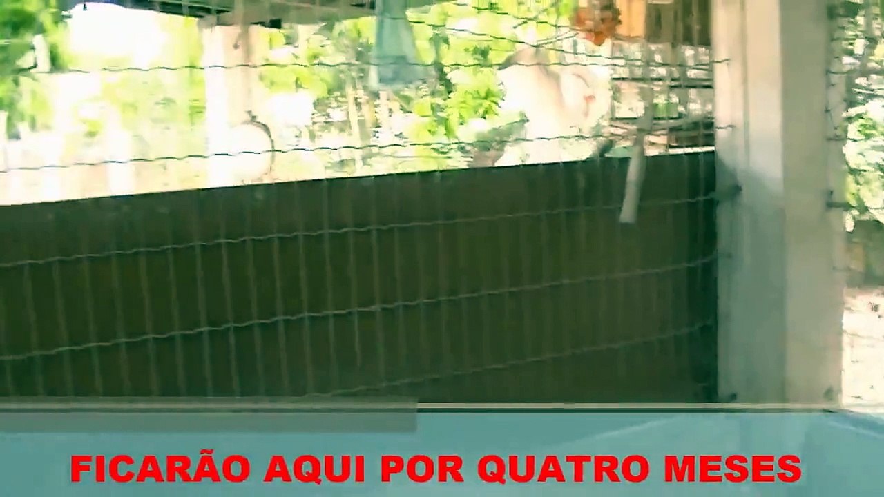 CRIAÇÃO DE CAPOTES - RANCHO SÃO PEDRO