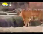 Biggest Wild Animal Fights To Death