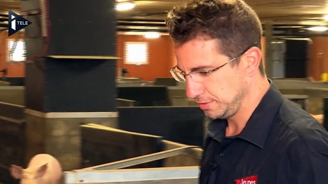 Avec les filières d'abattage, c'est marche ou crève