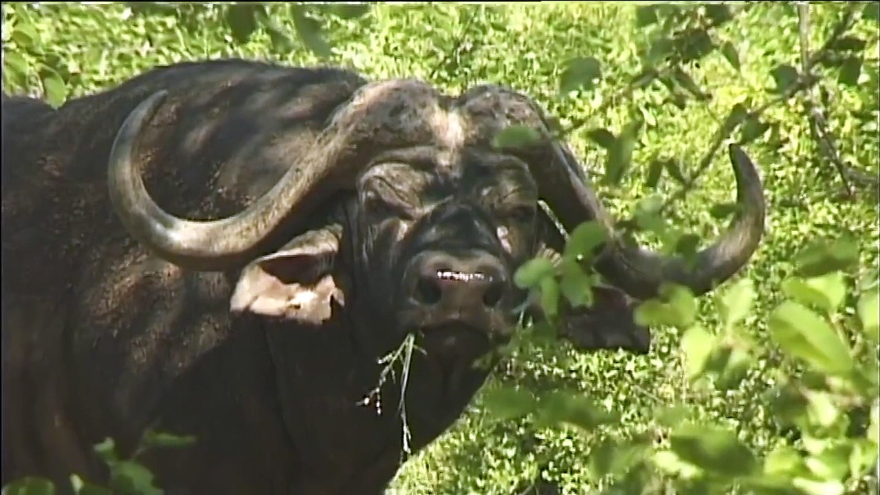 African Buffalo. Up close and dangerous.