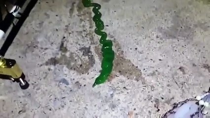 Weirdest, slimiest creature you've ever seen