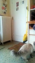 Cat Welcomes Home Soldier (awesome)