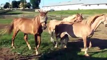 Herd of mares for sale Cedar Winds Farm American Saddlebred Horses