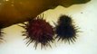 Sea Urchins Underwater - Attaching to Seaweed