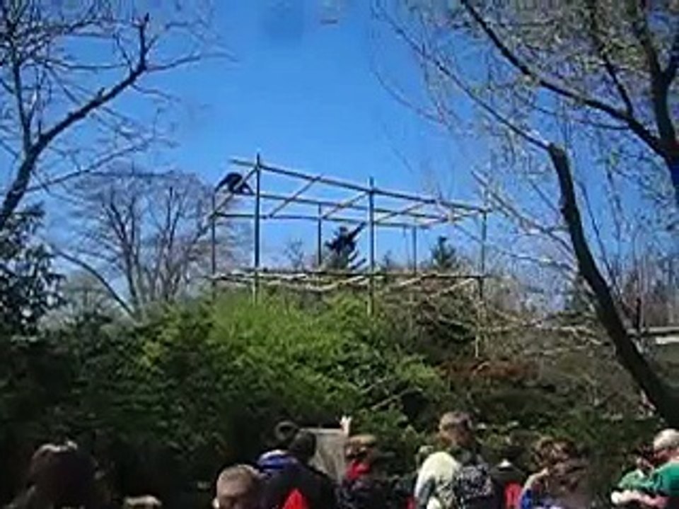 really loud monkeys