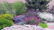Gardening Tips : Different Types of Landscape Plants
