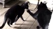 Cat Fight - Fat Meow vs Skinny Kitty