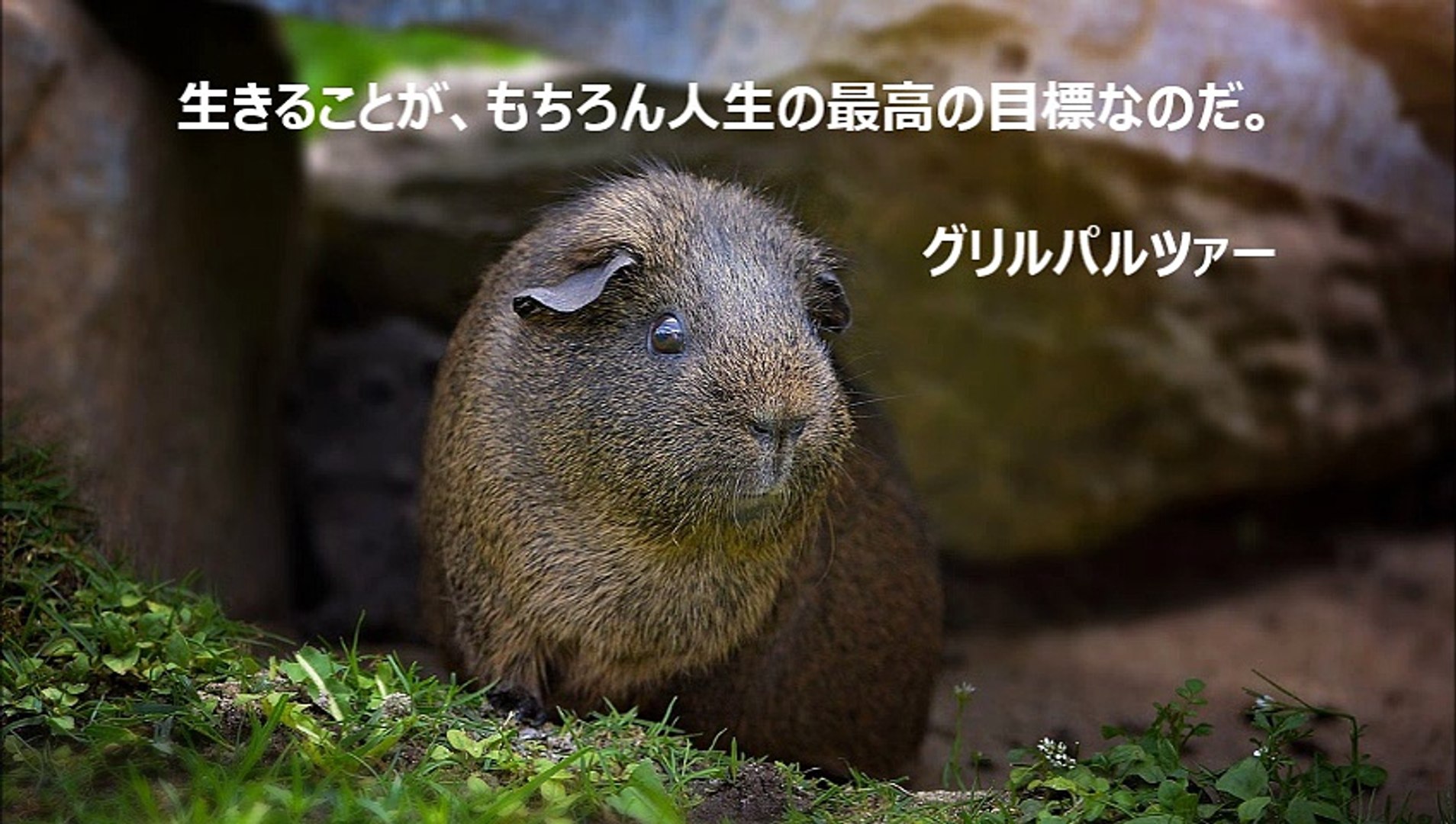 探求心をくすぐられる名言 グリルパルツァー 本澤拓真 経営アドバイザー が随時アップ 動画 Dailymotion