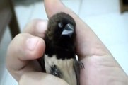 Tamed finch tickled while laying on its back, very sweet!