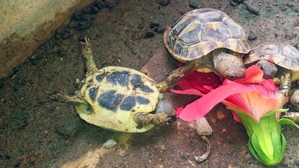 Une tortue mange un ibiscus les 4 pattes en l'air !
