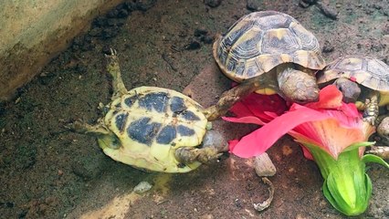 Turtle eats an hibiscus Flower 4 legs in the air!